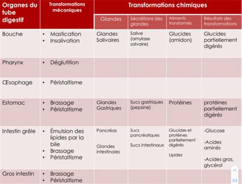 Le Syst Me Digestif Et La Digestion Des Aliments Flashcards Quizlet