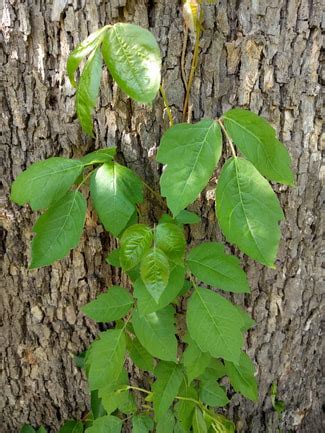 Pictures! - VA Poison Ivy Removal