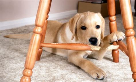 Tips To Stop Your Dog From Chewing Things Part 1 Pawsitive Solutions