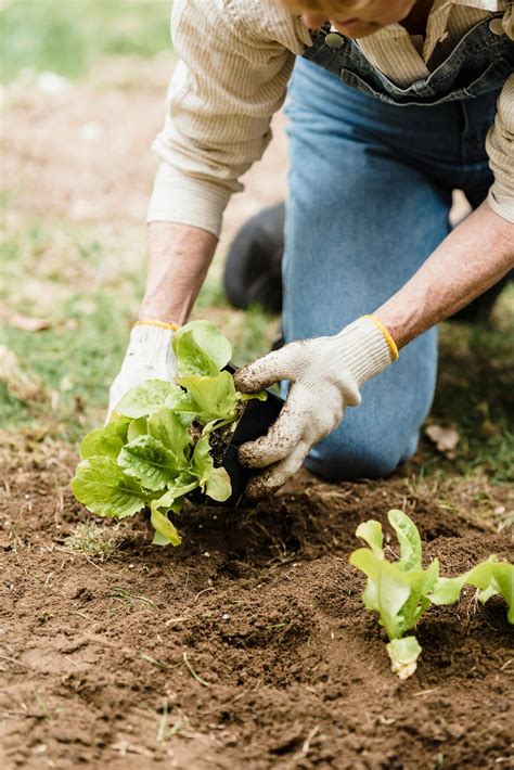 Met Deze 5 Tips Maak Jij Je Moestuin Duurzamer En Beter