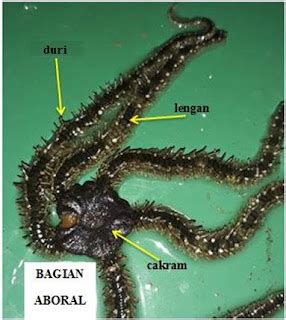 Identifikasi Filum Echinodermata Dan Filum Mollusca