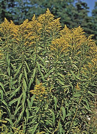 Goldenrod | Description, Species, Flowers, & Facts | Britannica