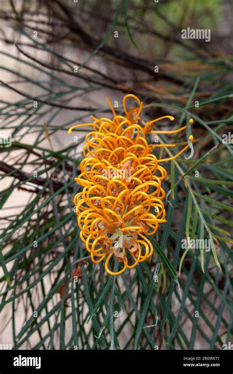 Grevillea Flower Yellow Herberton Australia Stock Photo Alamy