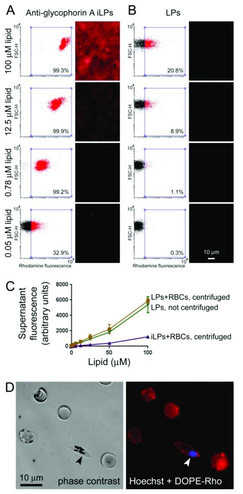 Immunoliposome Targeting Ab Flow Cytometry And Fluorescence