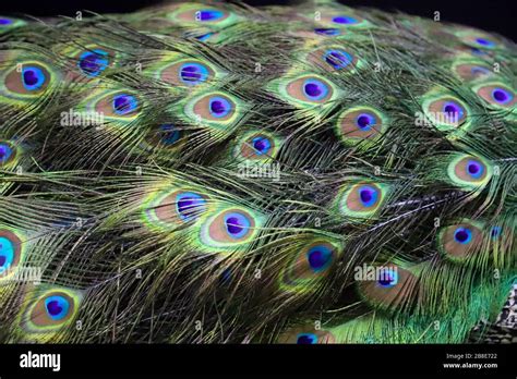 Close Up Of Peacock Showing Its Feathers Beautiful Peacock Male