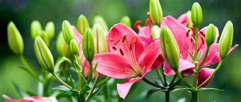 Lis Lys Ou Lilium Plantation Entretien Et Culture