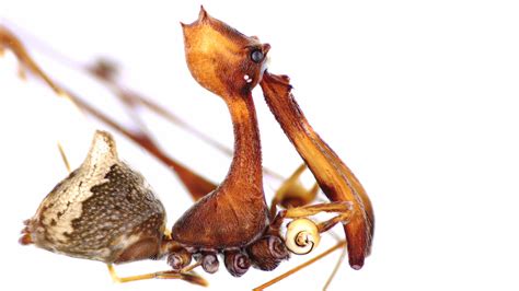 This strange looking ‘pelican spider' has a birdlike jaw—and a taste ...