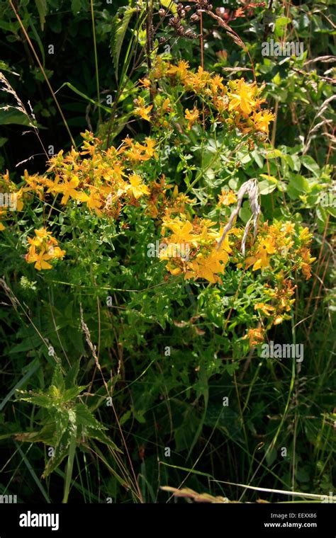 St John S Wort Hypericum Perforatum L Is A Perennial Medicinal