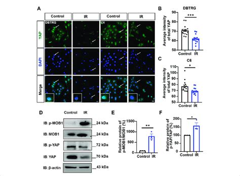 Irigenin Downregulated Yap Signaling In Gbm Cells A Immunostaining