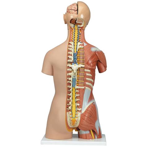 B Scientific B Deluxe Dual Sex Muscle Torso Model Part