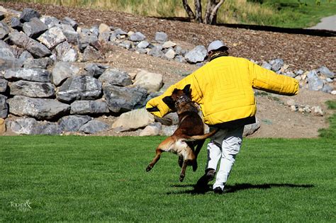 Dog Training Elite. Dog Training in Denver, CO