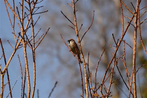 Bildet Tre Natur Gren Vinter Fugl Sollys Morgen Blad Blomst