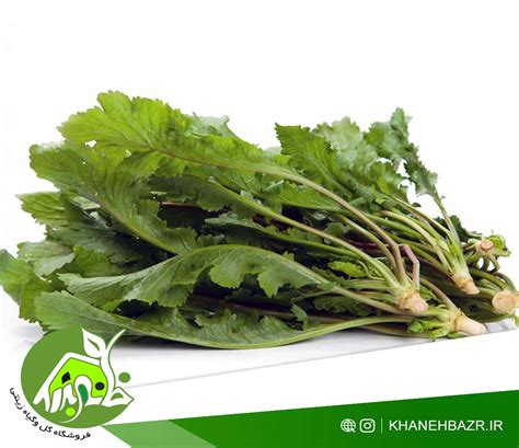 بذر سبزی شاهی خانه بذر فروشگاه بذر وارداتی گل و گیاه زینتی 1403