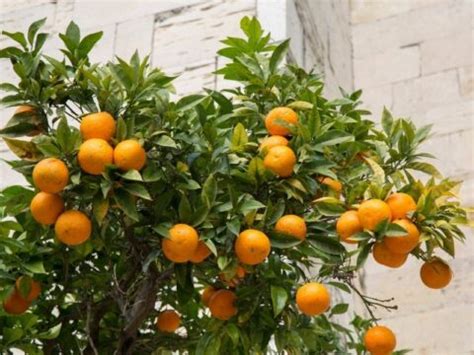 How To Get Rid Of Ants On Citrus Trees Couch To Homestead