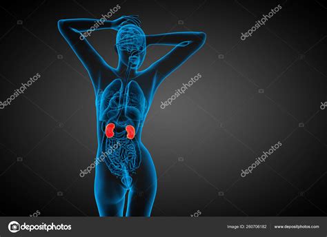 Render Medical Illustration Human Kidney Back View Stock Photo by ...