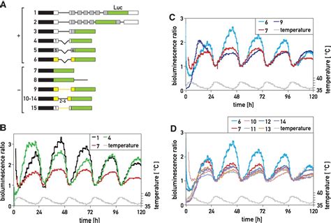 Temperature Regulates Splicing Efficiency Of The Cold Inducible RNA