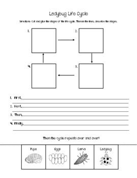 Ladybug Life Cycle Differentiated By Nhu Nguyen Tran TPT