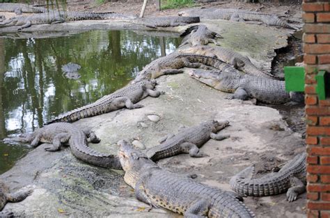 Crocodile Farm: CROCODILE FARM IN MIRI, SARAWAK