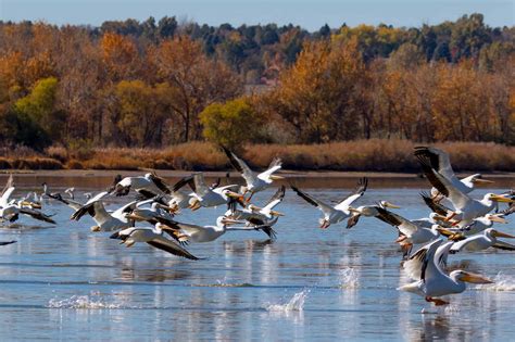 Bird Migration How Why And Where Birds Fly South In The Winter