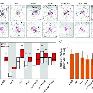 Mutants Affecting Vascular Patterning Show Altered Shade Avoidance