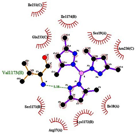 Binding Mode Of Ligand K HB Pz Me2 3 1 And The Macromolecule PDB