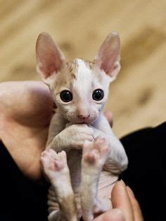 Naked Kitties Ideas Hairless Cat Sphynx Cat Sphinx Cat