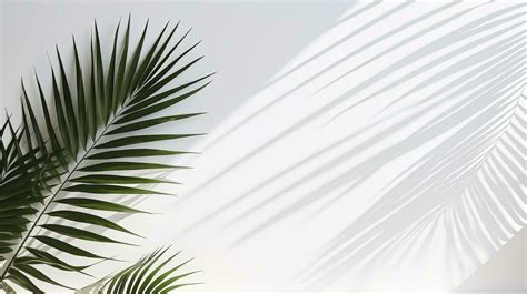 Palm Leaf Silhouette Stock Photos, Images and Backgrounds for Free Download