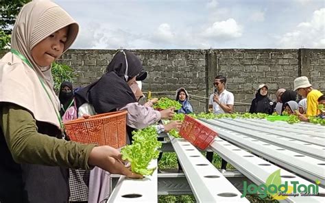 Libur Sekolah Waktunya Belajar Menanam Hidroponik Jagad Tani