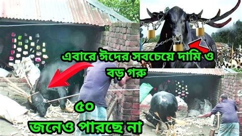 দানবের মতো হাট কাঁপানো বিশাল গরুদাম শুনে অবাক দেখে ভয় পেয়ে যাবেন