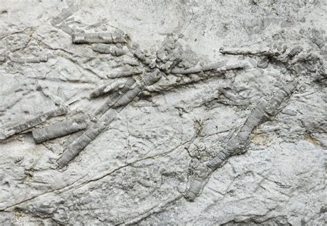 Crinoids In Limestone Wall Stock Photo Image Of Limestone 84740050