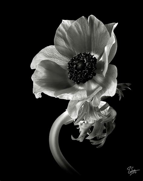 Anemone In Black And White Photograph By Endre Balogh Fine Art America