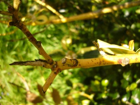 holly trees — BBC Gardeners' World Magazine