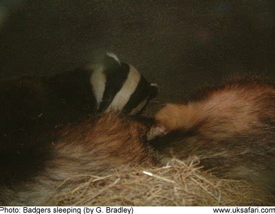 Badger Cubs and the Badgers Mating Season - UK Safari