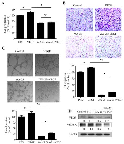 Effects Of Exogenous Vegf On Wa Induced Neovascularization Blockade