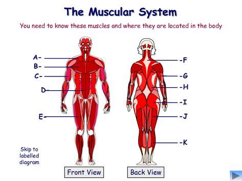 Youtube Video Muscular System Th Grade