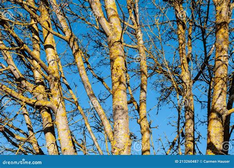 Lichens Jaunes Sur L Corce D Un Arbre D Rable Image Stock Image Du