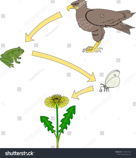 Example Food Chain Plant Butterfly Frog Stock Vector (Royalty Free ...