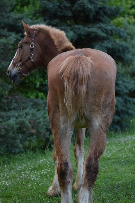 Shelter Runway - Amish horse abuse