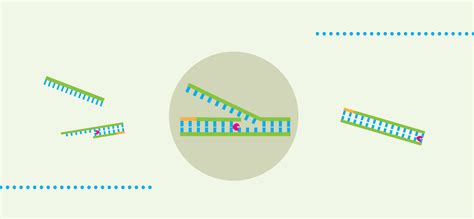 An Introduction To Isothermal Amplification GoldBio