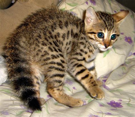 Cute Savannah Cats