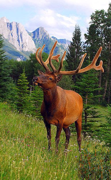 Red Elk Elk Hunting Animal Planet Deer Photos