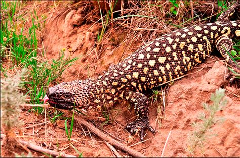 Conociendo Al Lagarto Escorpión Leyendas Realidad Y Potencial De Una