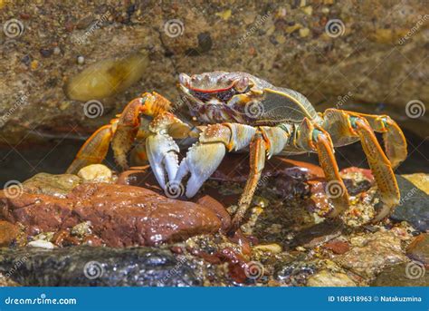 Lined Striped Shore Crab Stock Image Image Of Coast 108518963