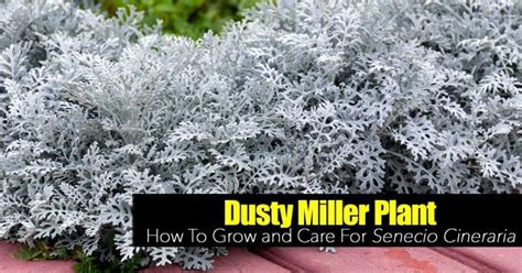 Planta Dusty Miller C Mo Cultivar Y Cuidar Los Cactus