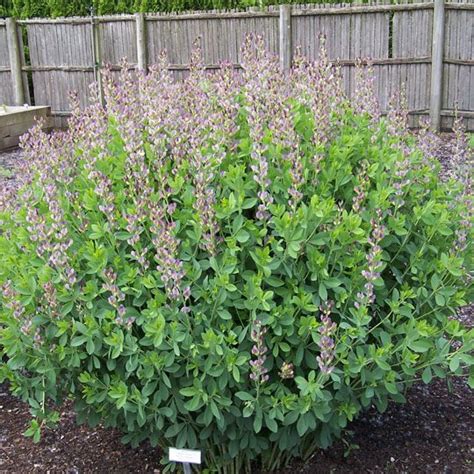 Baptisia X Varicolor Twilite Midwest Groundcovers Llc