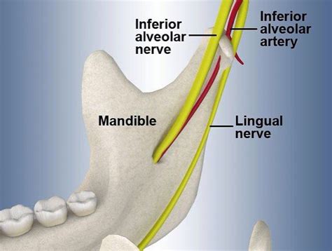 Inferior Alveolar Nerve Block Landmarks