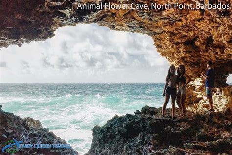 Animal Flower Cave, North Point, Barbados | Dream vacation spots