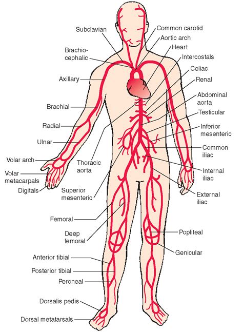 Arterial Supply Of Body An Overview Medcaretips