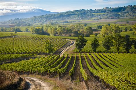 Brunello Di Montalcino Vino Rosso Della Toscana Italia It