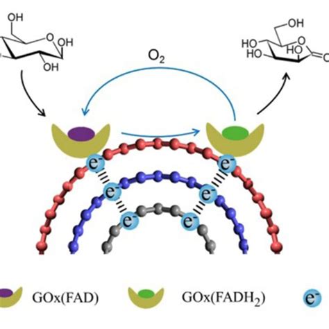 Schematic Of Five Enzyme Cascade System For Hydrolysis Of Cellulose